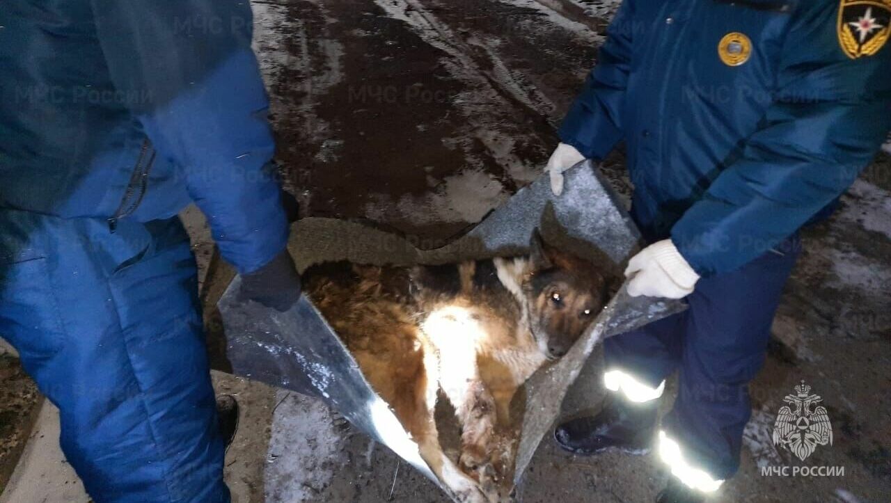 Белгородские сотрудники МЧС спасли жизнь котёнку и собаке
