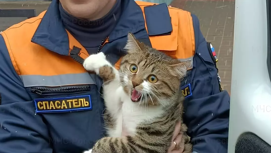Белгородские спасатели помогли снять бездомного кота с дерева