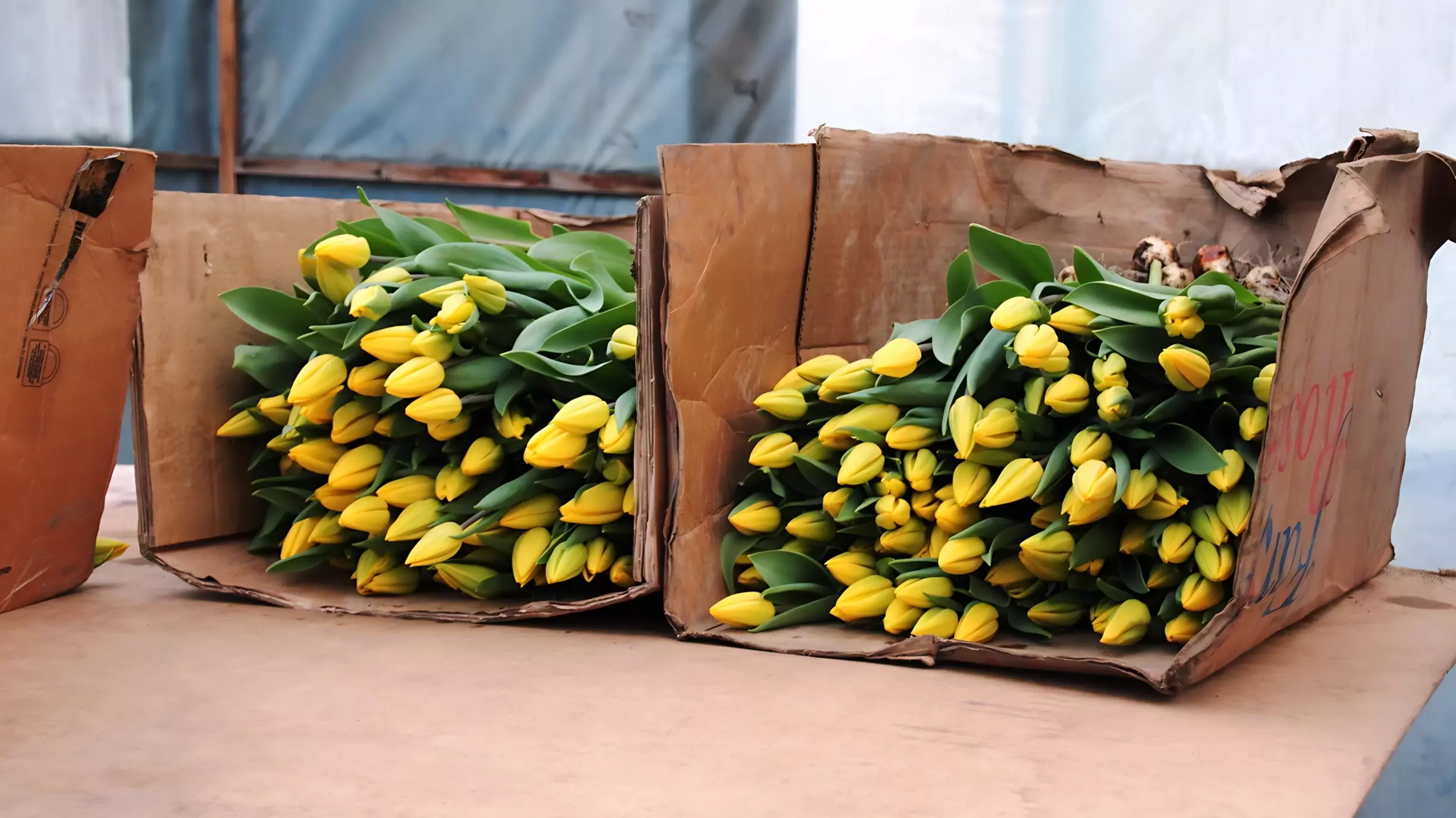 Из Крыма и Абхазии: откуда везли тюльпаны и мимозы на продажу в Белгороде
