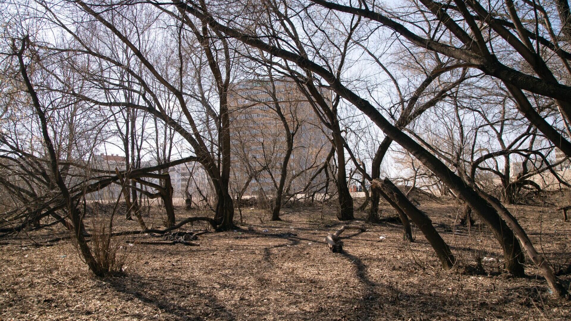 Белгородцы высадили 2,3 млн деревьев в рамках акции «Сохраним лес»