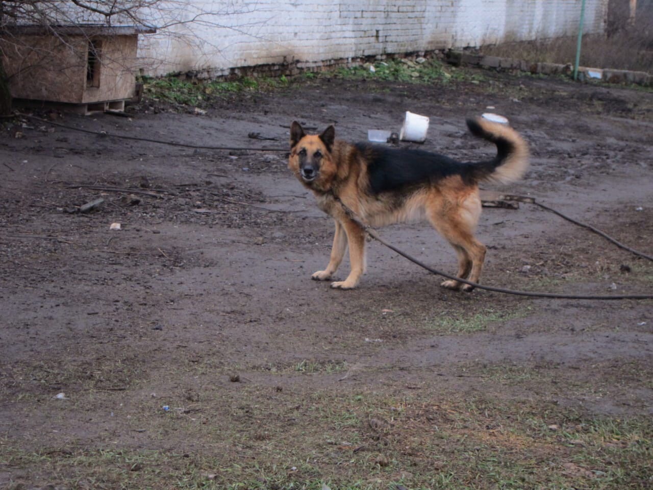 Голодным собакам на заброшенной ферме в Комсомольском под Белгородом нужна помощь