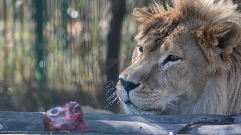 «Нашего Бонечки больше нет». В Белгородском зоопарке умер лев