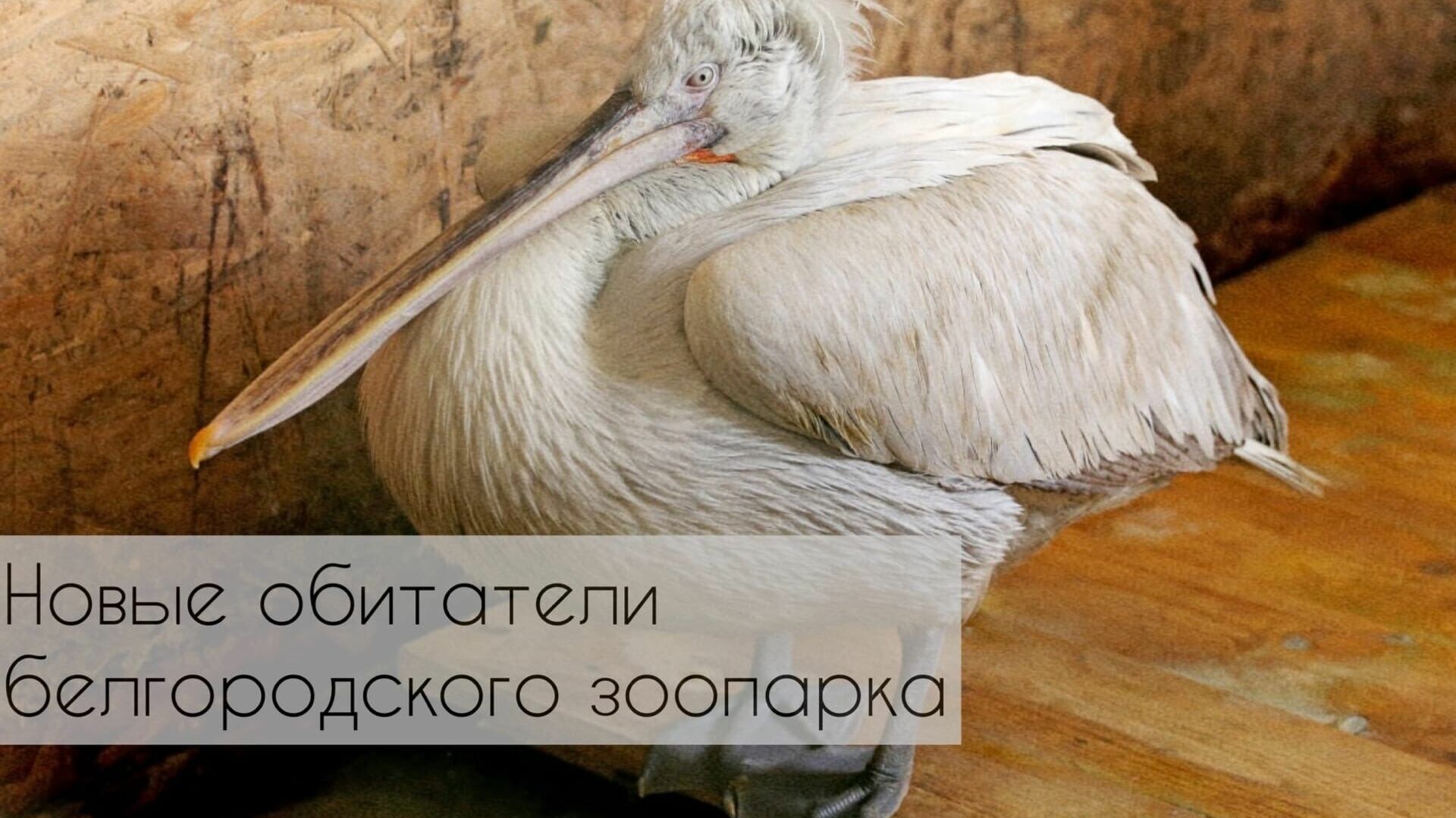 В зоопарке Белгорода поселились две пары розовых и кудрявых пеликанов