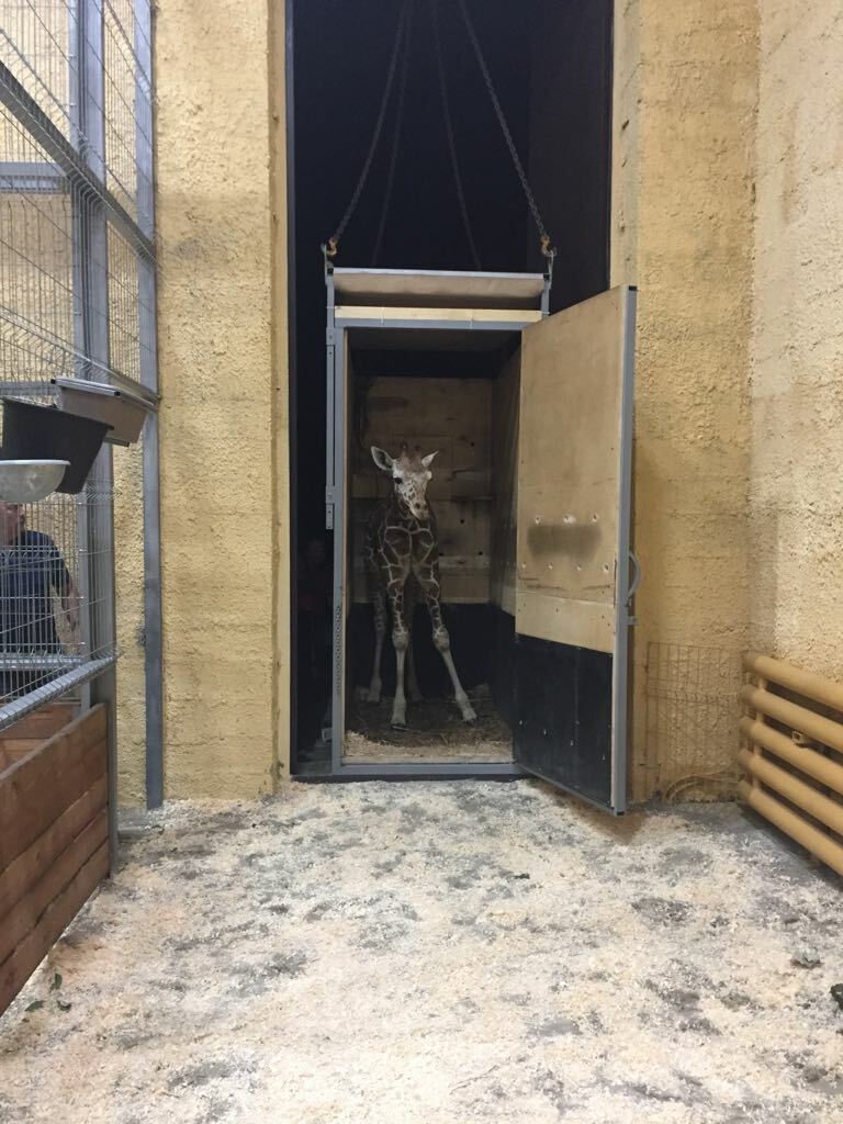 В Белгородском зоопарке умер жираф Сафари