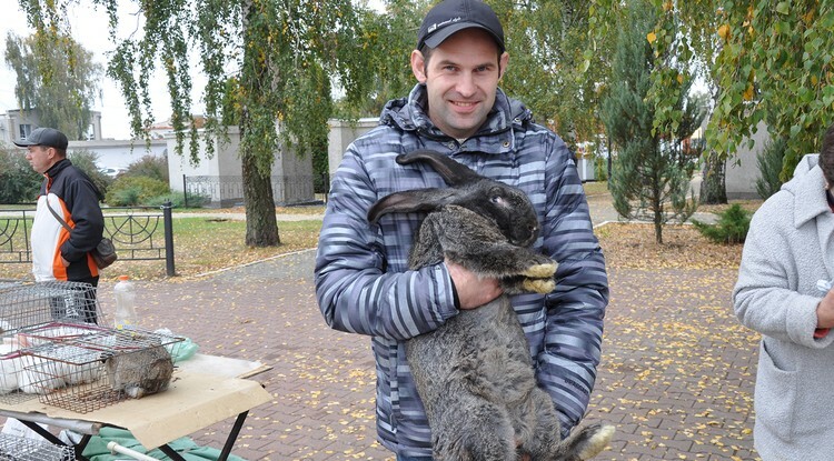 В Белгородской области выбрали самого тяжёлого кролика