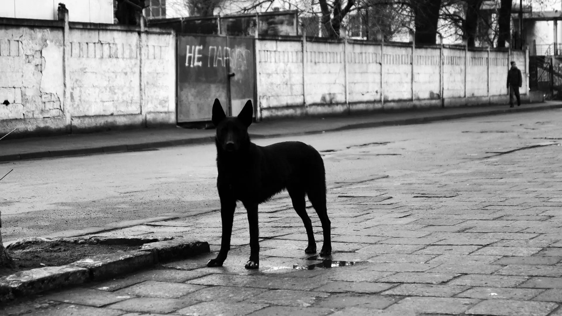Бездомные собаки держат в страхе посёлок под Белгородом
