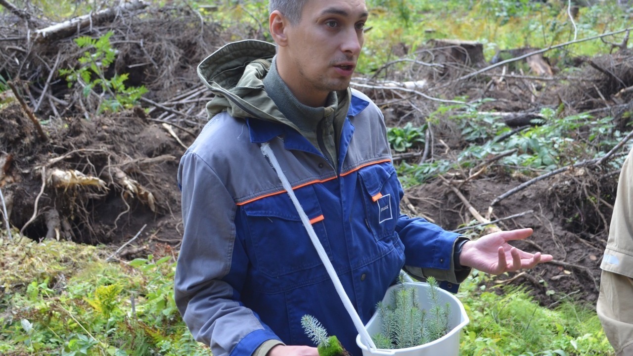 Пермская ЦБК рассказала о ходе работ по восстановлению лесов в Прикамье