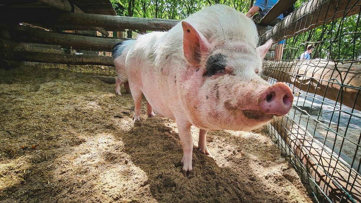 Чистая прибыль свинокомплекса «Агро-Белогорья» упала почти в пять раз