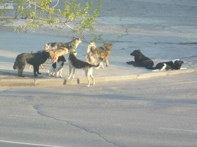 Собаки в Масловой Пристани