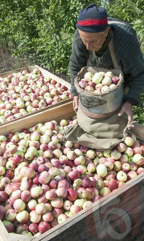 яблоки «Корочанского плодопитомника»