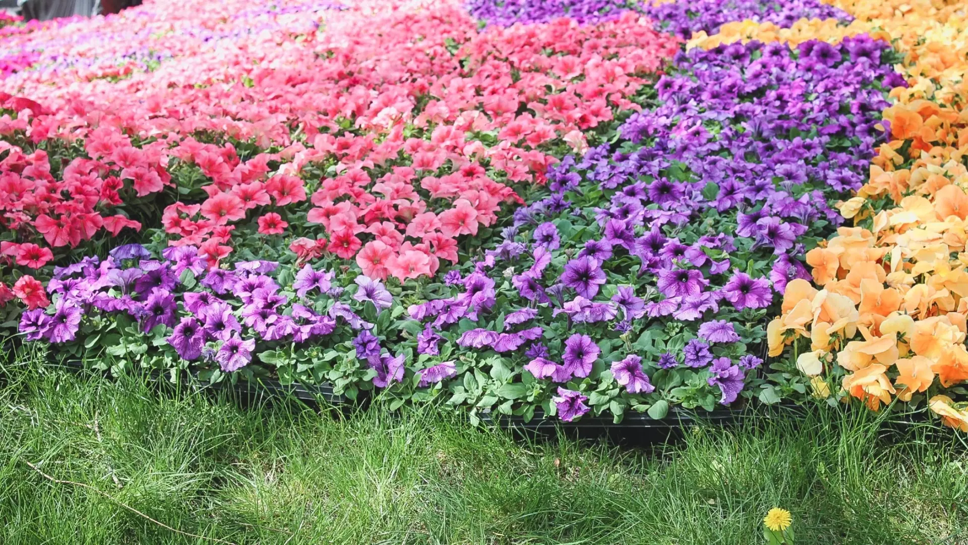 Белгородские клумбы украсят больше 270 тысяч цветов