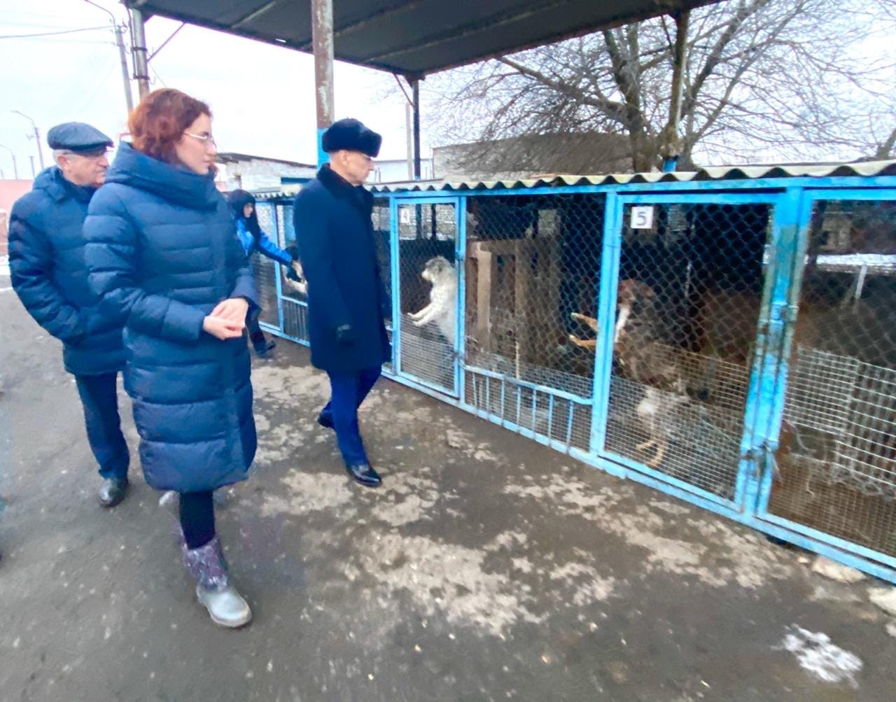 Мэр Белгорода: Капитально ремонтировать пансионат для собак смысла нет