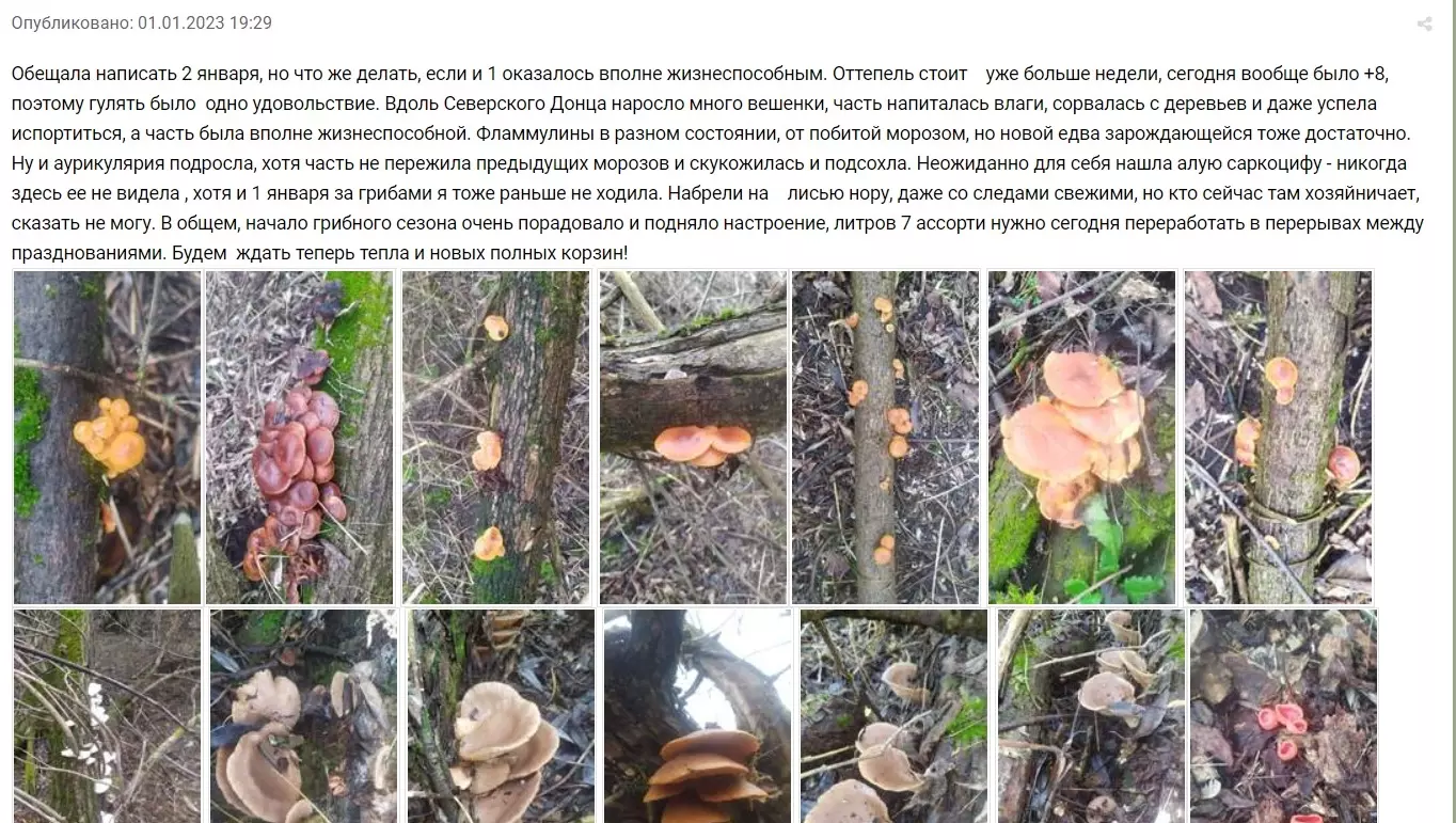 Грибной сезон: где искать грибные места в Белгородской области