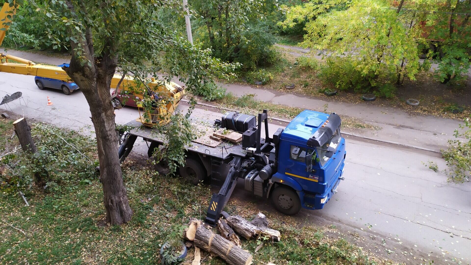 Деревья в Белгороде приведут в порядок почти за 5 млн рублей