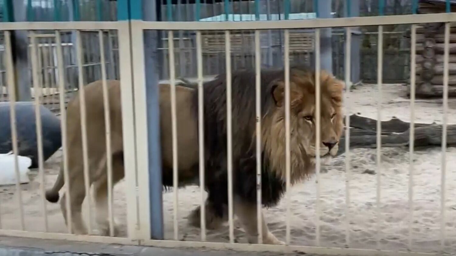 Старооскольский зоопарк отказался от льва Тиграна из-за зоозащитников