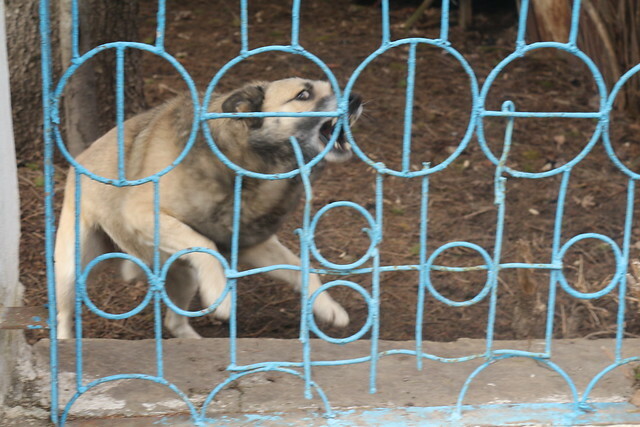 В Белгороде ввели карантин из-за бешенства животных