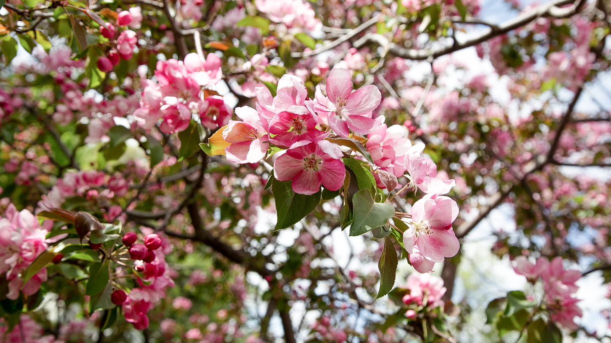 Яблоневые сады белгородского ООО «Белый сад» снова не смогли продать
