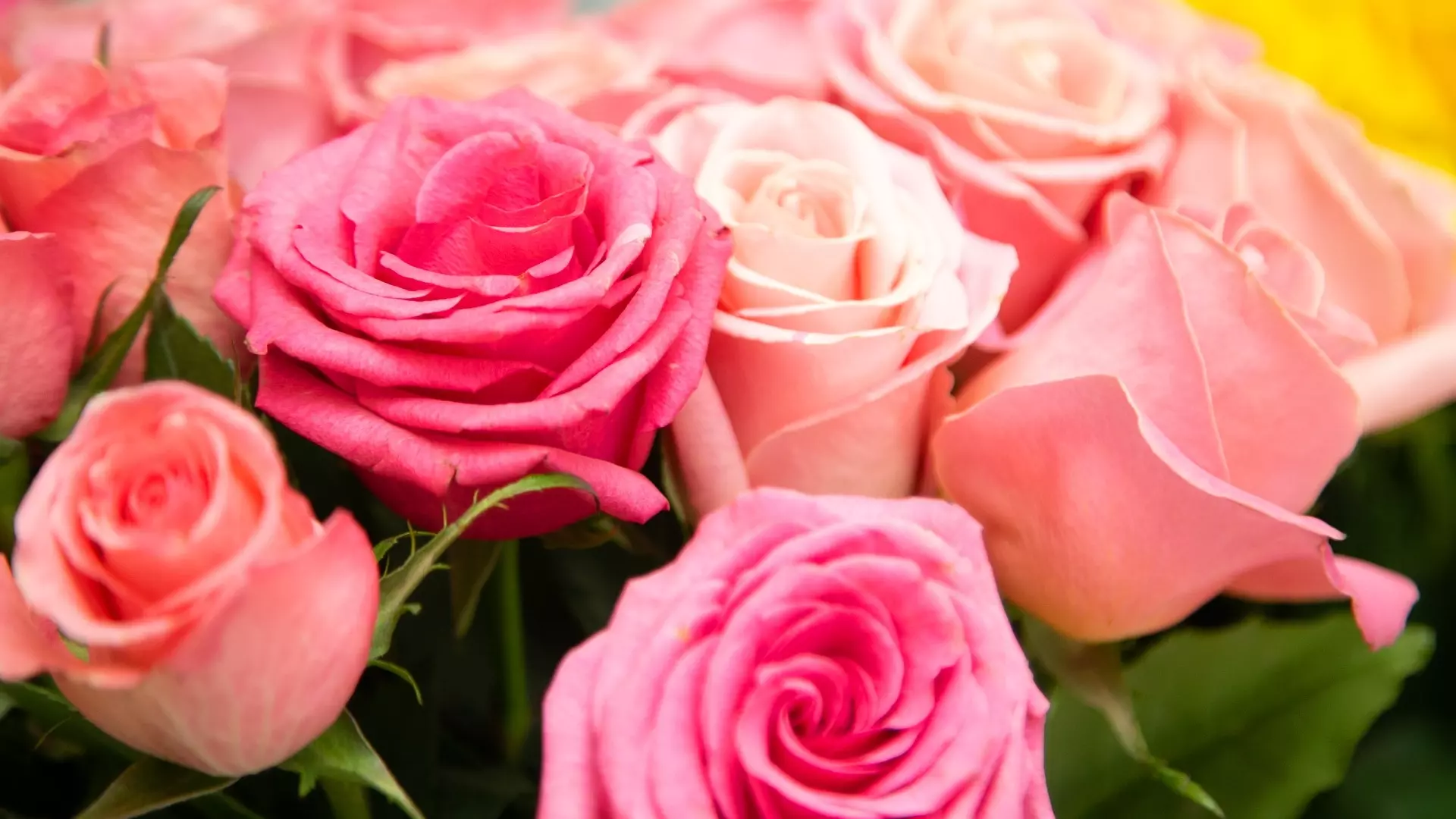 Более 6 тыс. роз подготовили к весенней высадке в Белгороде