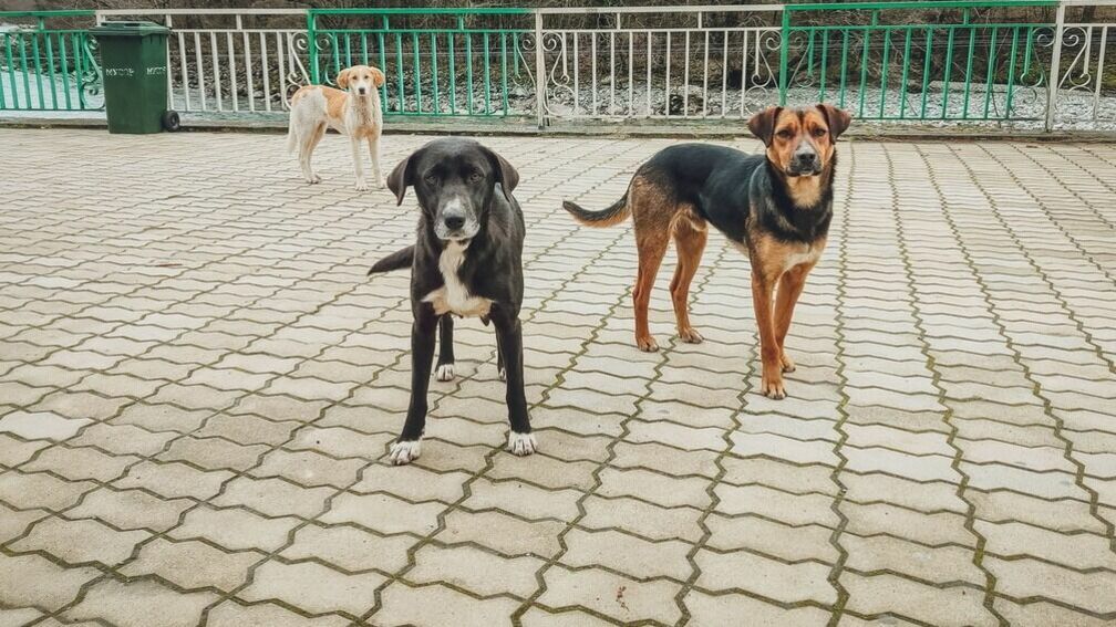 В Белгороде хотят создать университет для владельцев собак