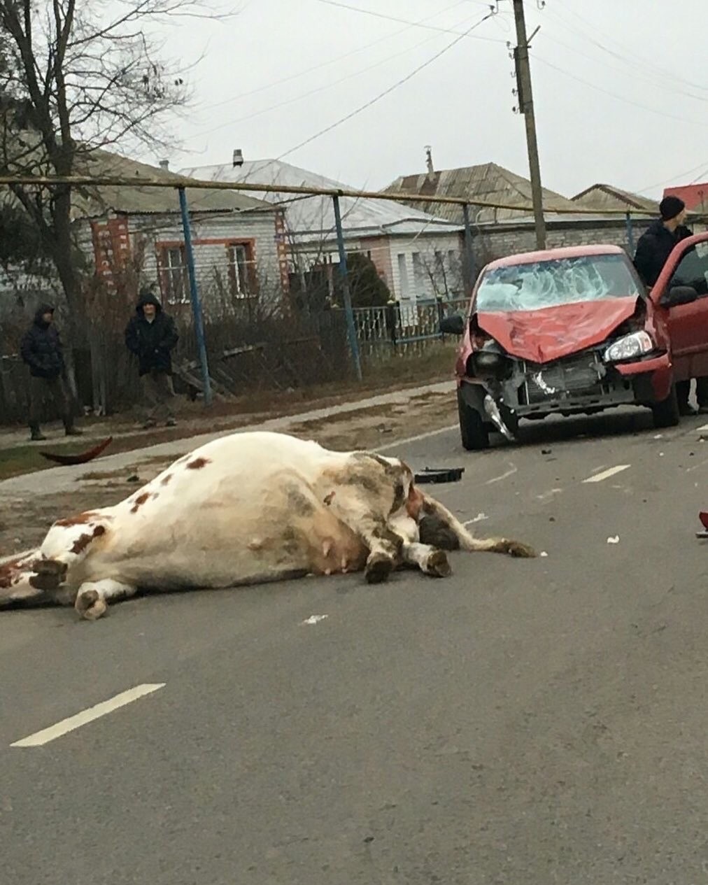 Корова погибла под Старым Осколом после столкновения с Lada Kalina