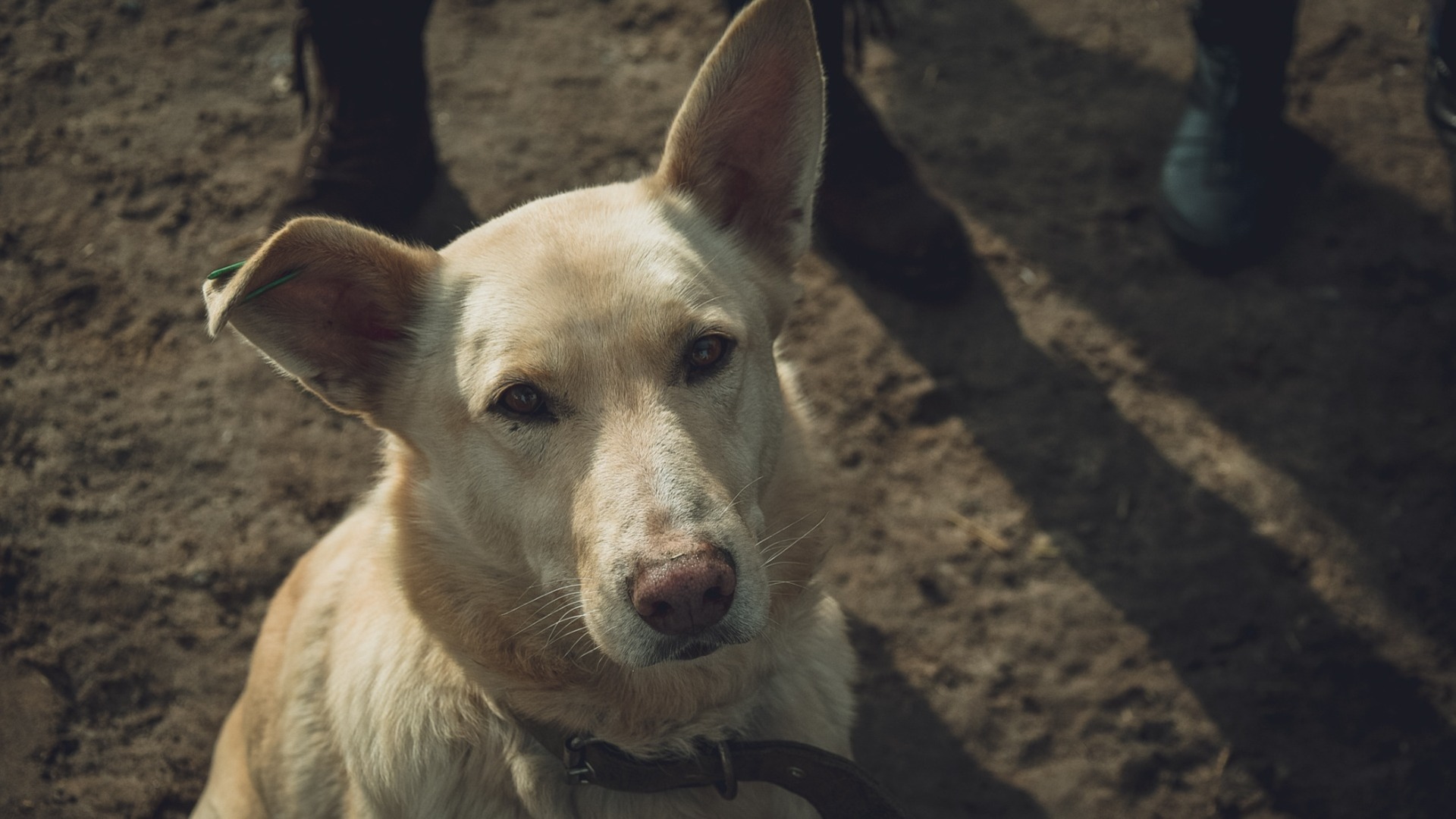 В детском лагере в Белгородской области бродячая собака напала на девочку