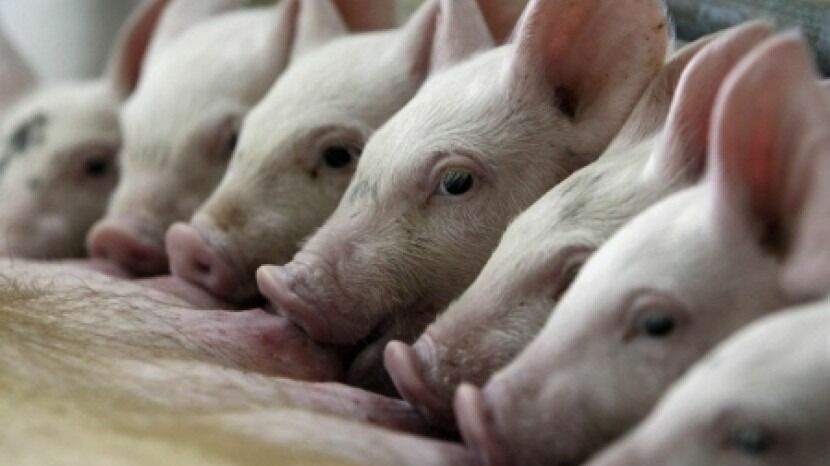 Таиландская компания покупает белгородского производителя свинины за 22 млрд