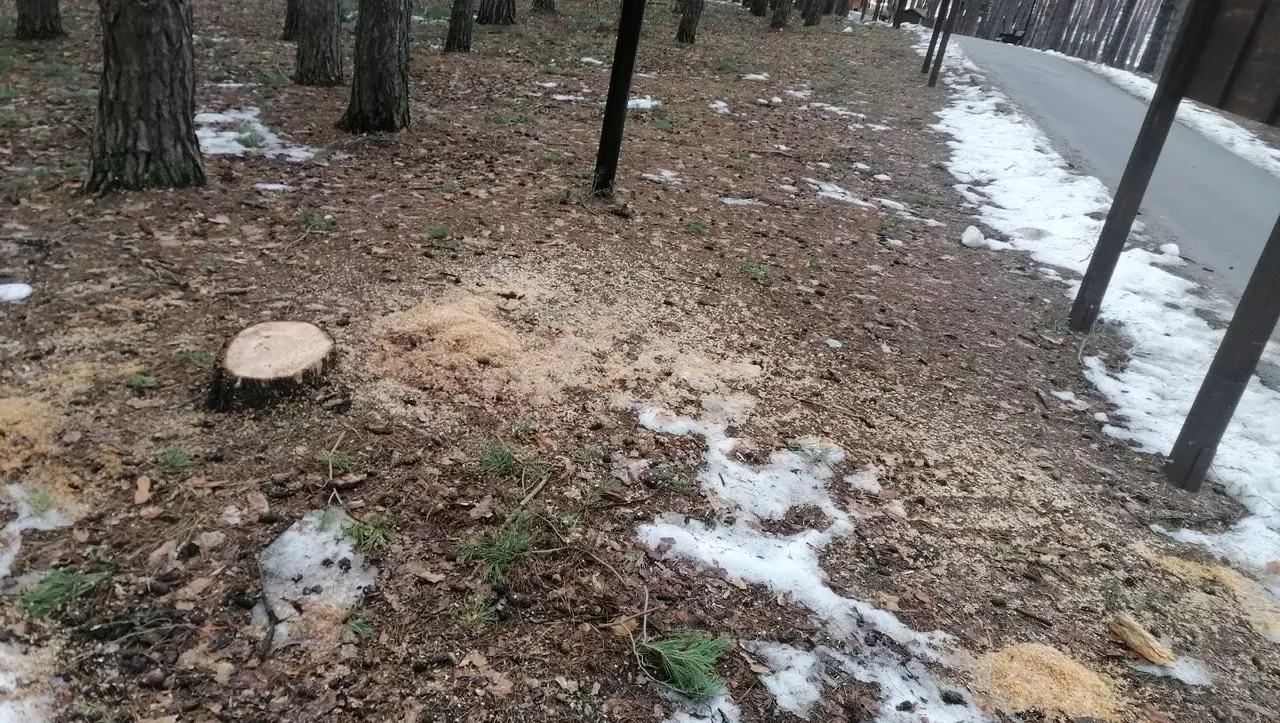 В мэрии Белгорода пообещали разобраться с вырубкой деревьев в Пикник-парке