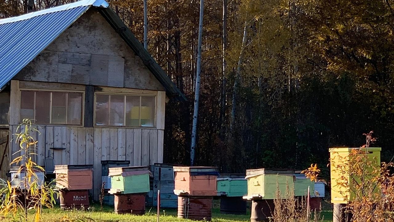 Белгородская область оказалась в лидерах в ЦФО по производству мёда