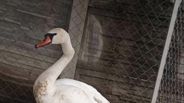Жители Белгородского района спасли лебедя с повреждённым крылом и шеей