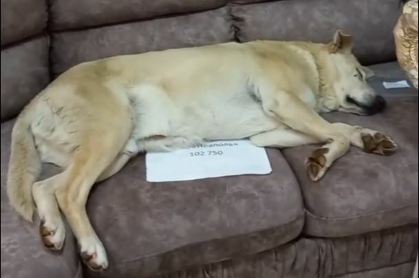 В Орле уличный пёс Беляш поспал в салоне на диване за 100 тыс. рублей