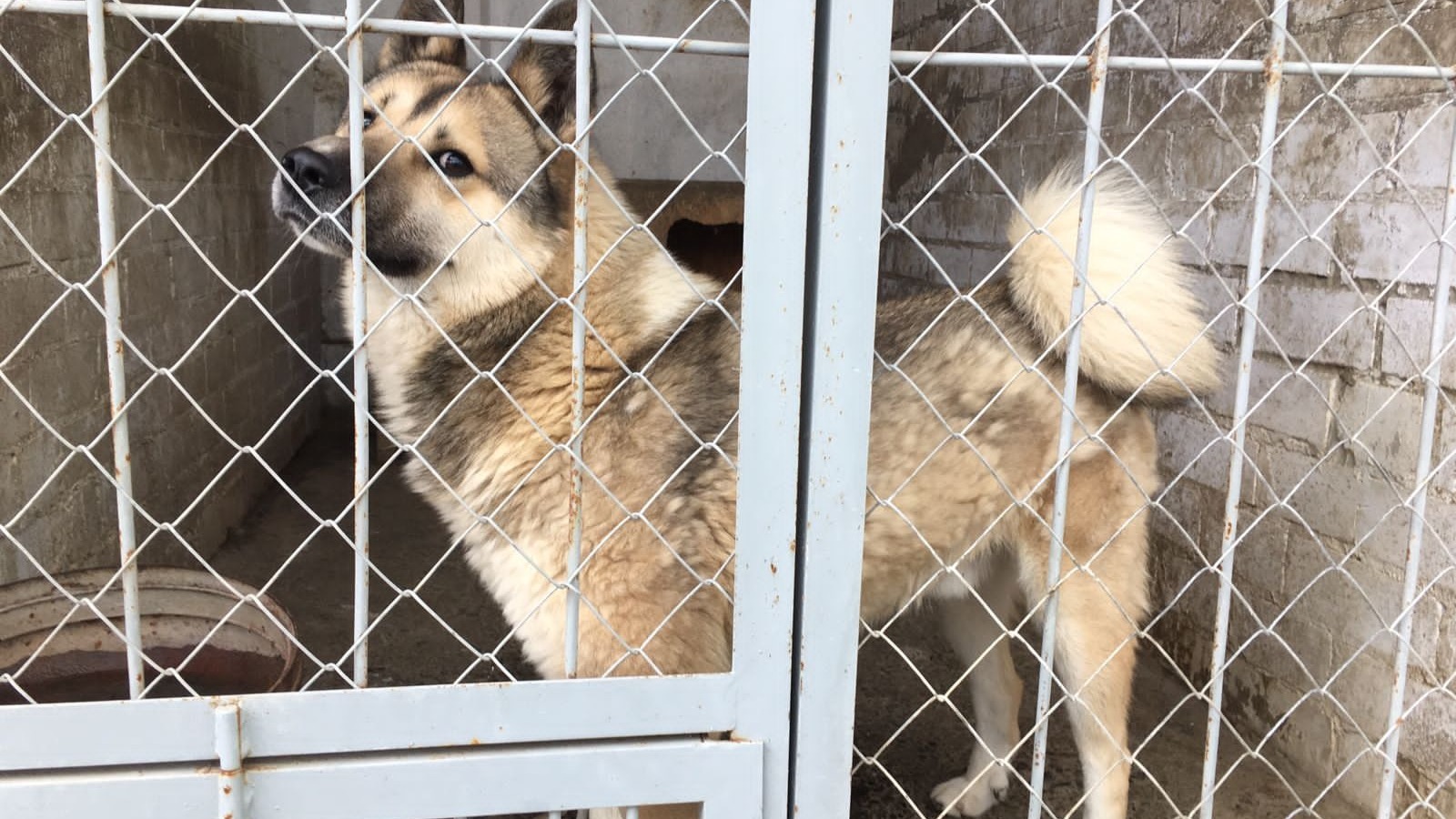 Прокуратура подала в суд из-за отсутствия водопровода в пансионате для собак в Белгороде