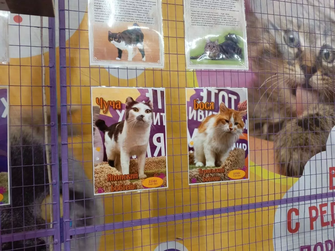 Выставка кошек "Мурляндия", Белгород, ТЦ "РИО"