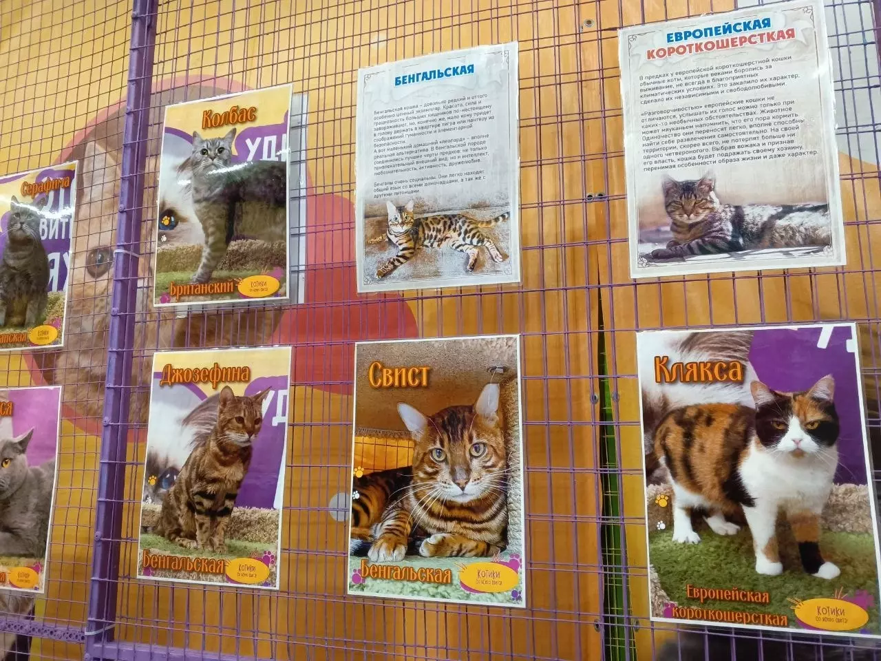 Выставка кошек "Мурляндия" в Белгороде