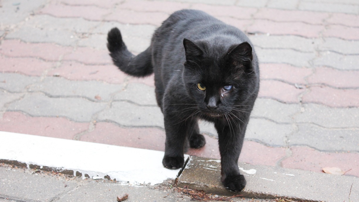 Житель Шебекино не уезжает из города из-за шести кошек и четырёх котят