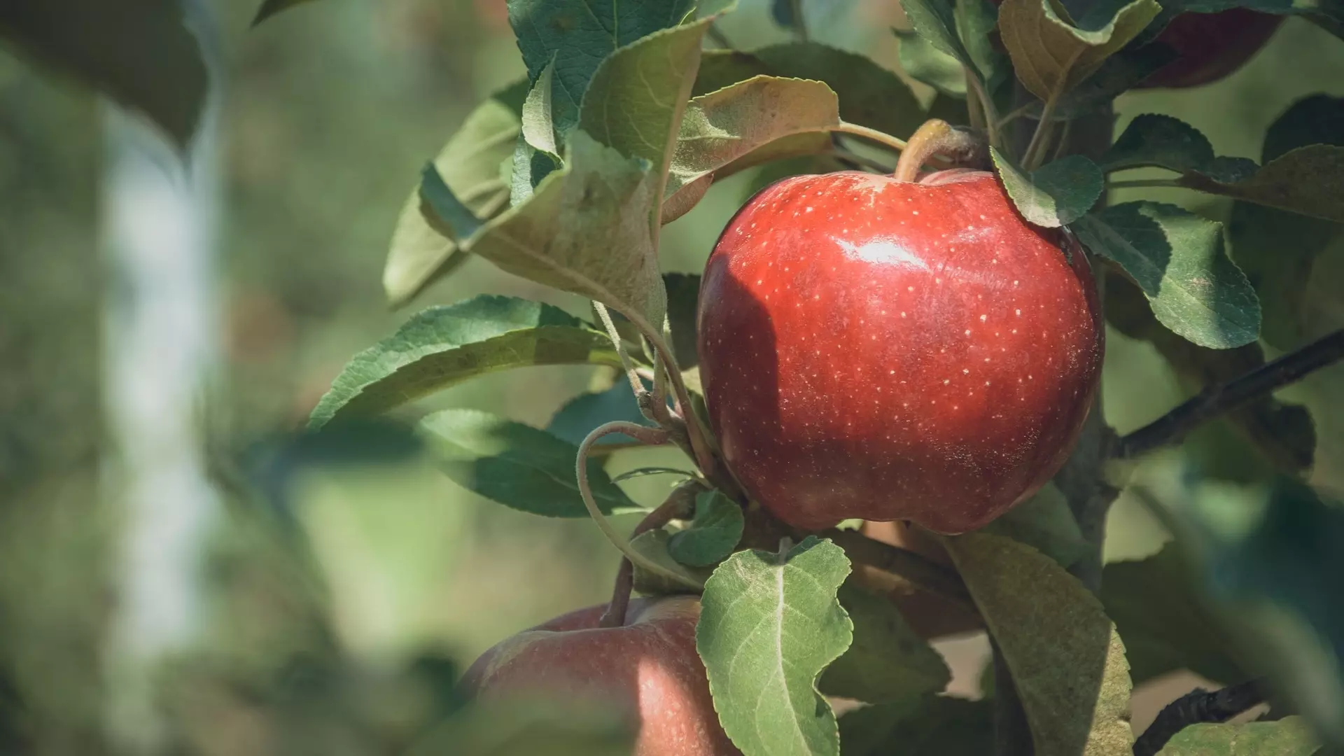 Россиянам рассказали, когда следует отказаться от употребления яблок
