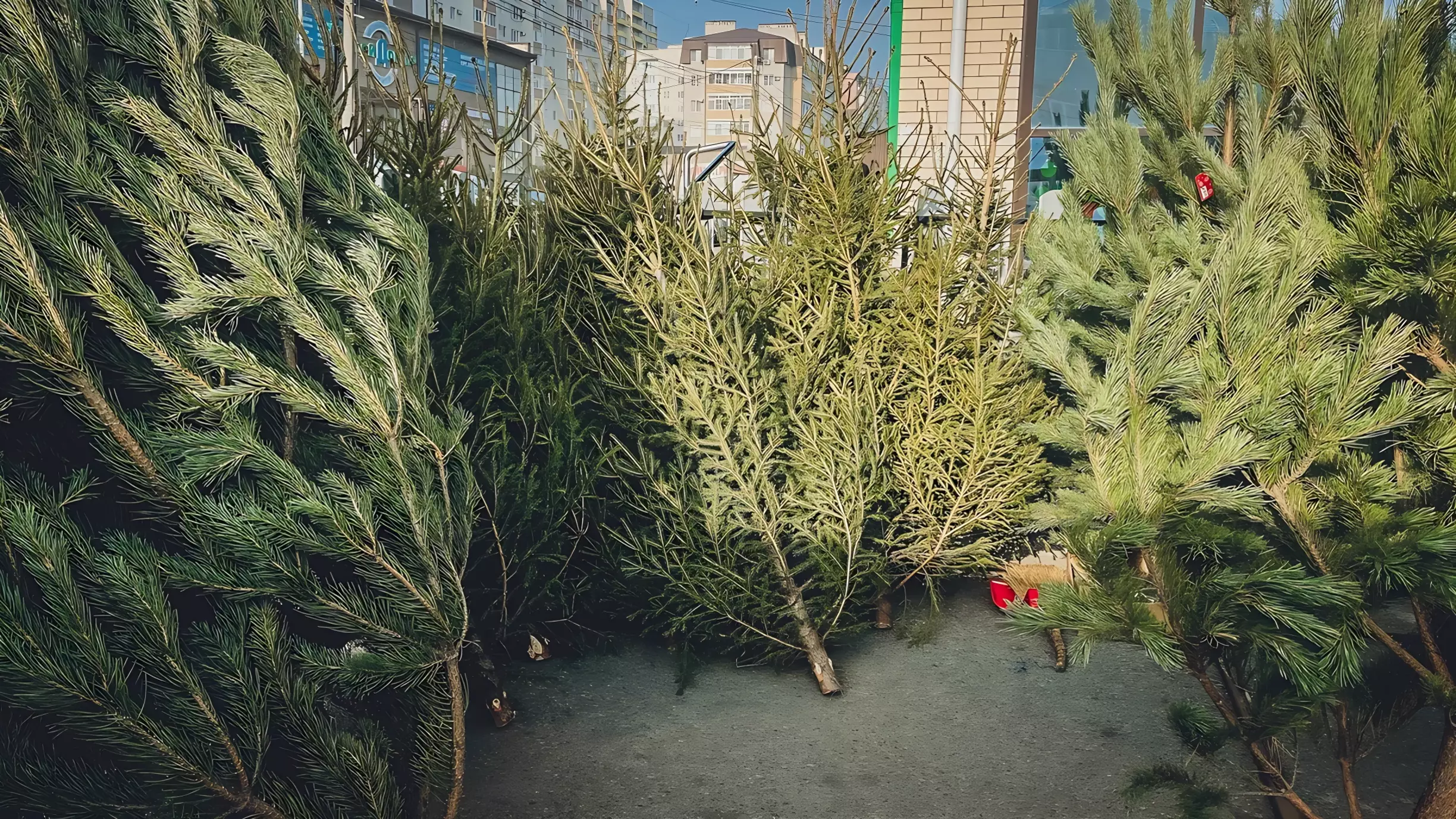 Эксперт рассказал о вредителях, которые обитают на рождественских деревьях