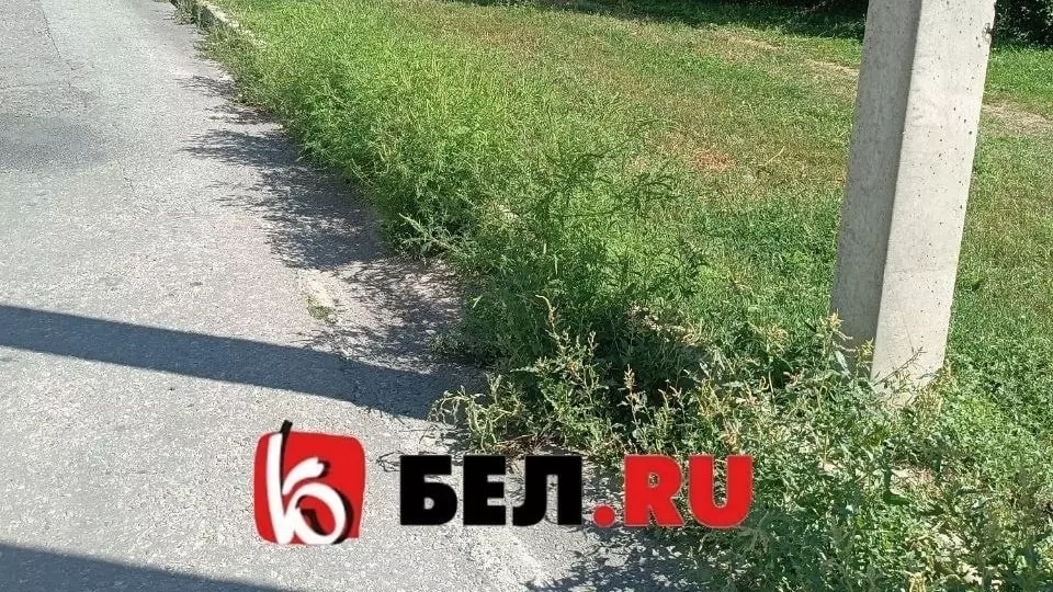 Более 3 тысяч га амброзии обнаружили в Белгородской области