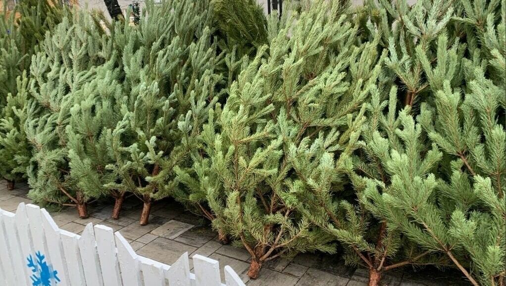 Белгородцы могут организовать свою точку по продаже деревьев на ёлочных базарах