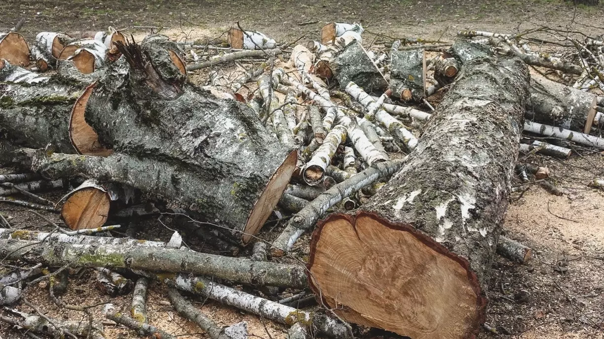 В Белгороде спилили деревья за 475 тысяч рублей