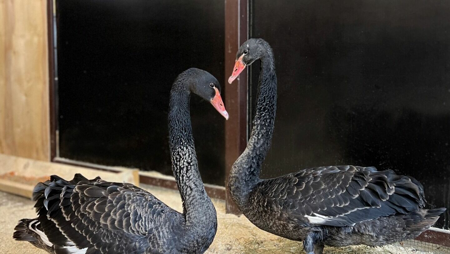 Белгородский зоопарк пополнился чёрными лебедями