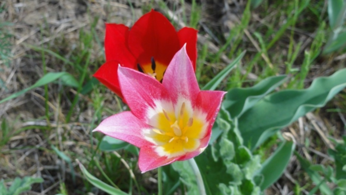 Тюльпаны Шренка — редкие цветы