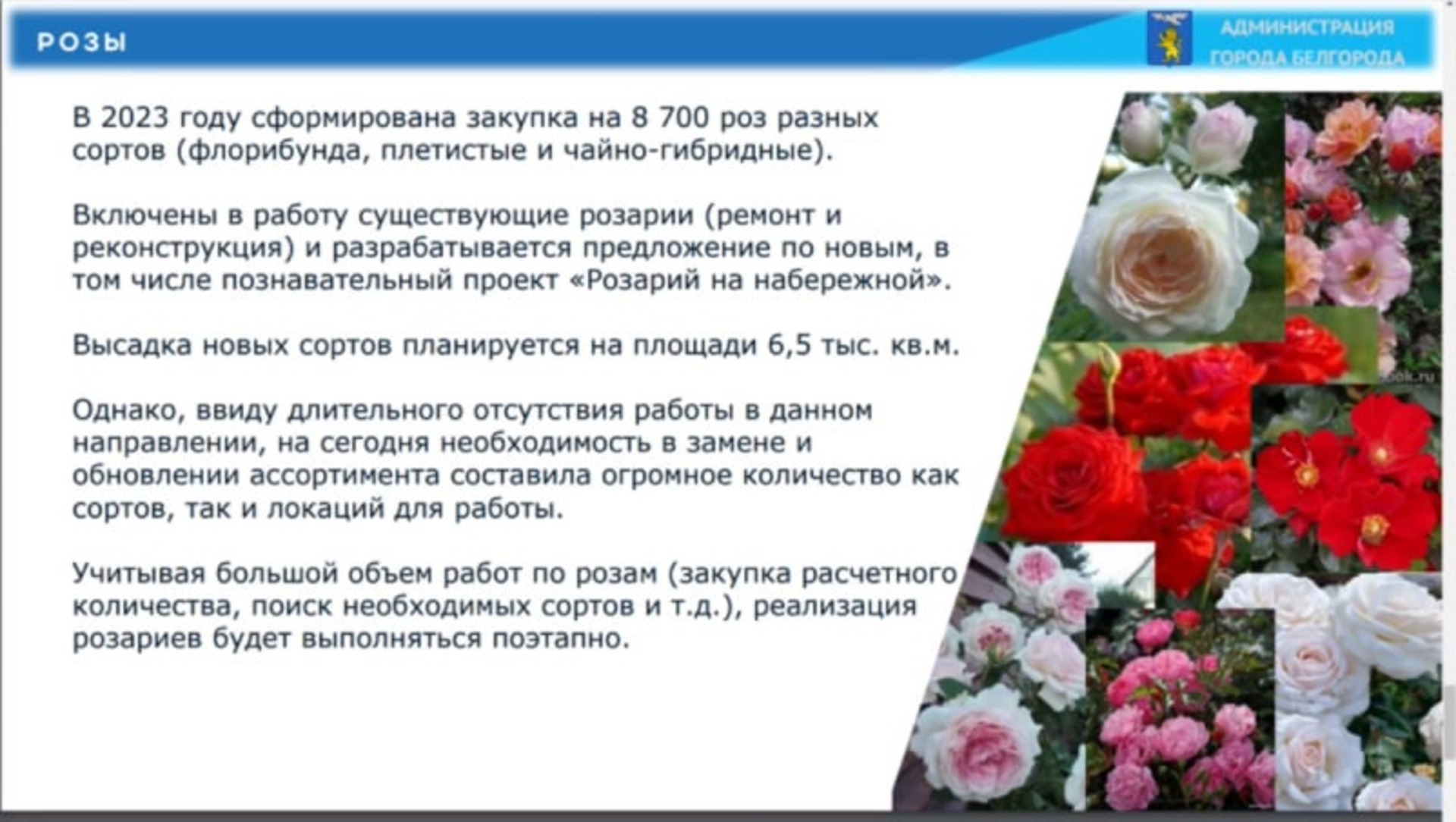 На Народном бульваре в Белгороде появятся новые розарии — Новости Белгорода  и области - Бел.ру