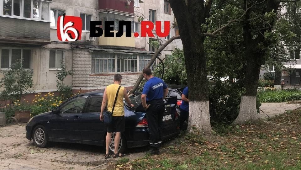ветка дерева проломила крышу машины в Белгороде