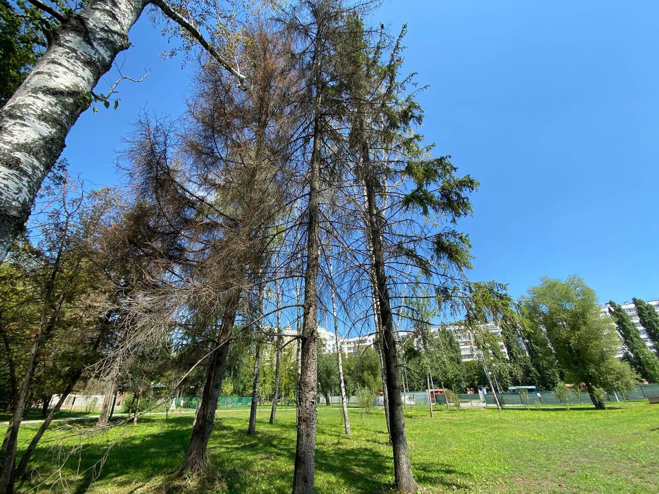 В Белгороде не будут выкорчёвывать пни для высадки деревьев