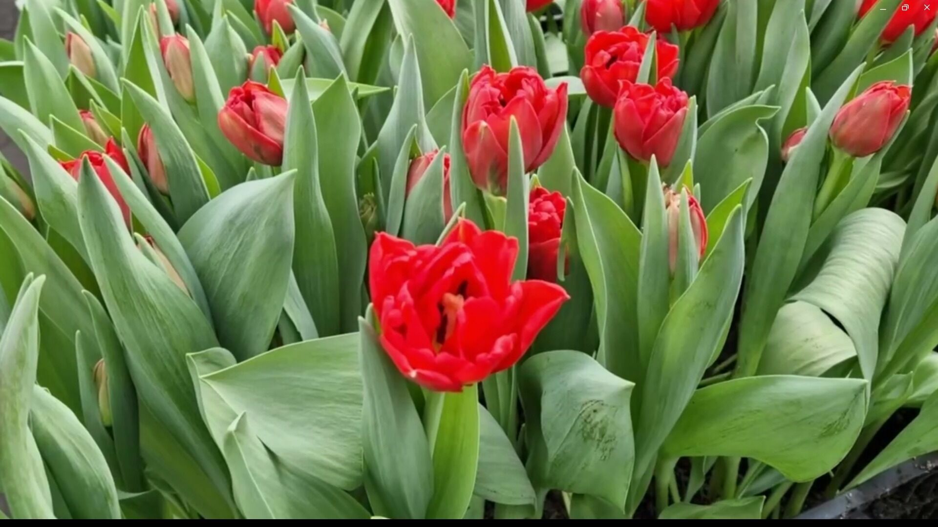 Белгородец к 8 Марта вырастил 50 тысяч тюльпанов
