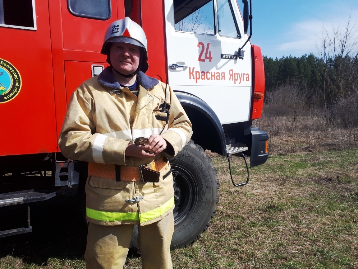 Белгородские пожарные спасли из горящей травы получившего сильные ожоги зайчонка