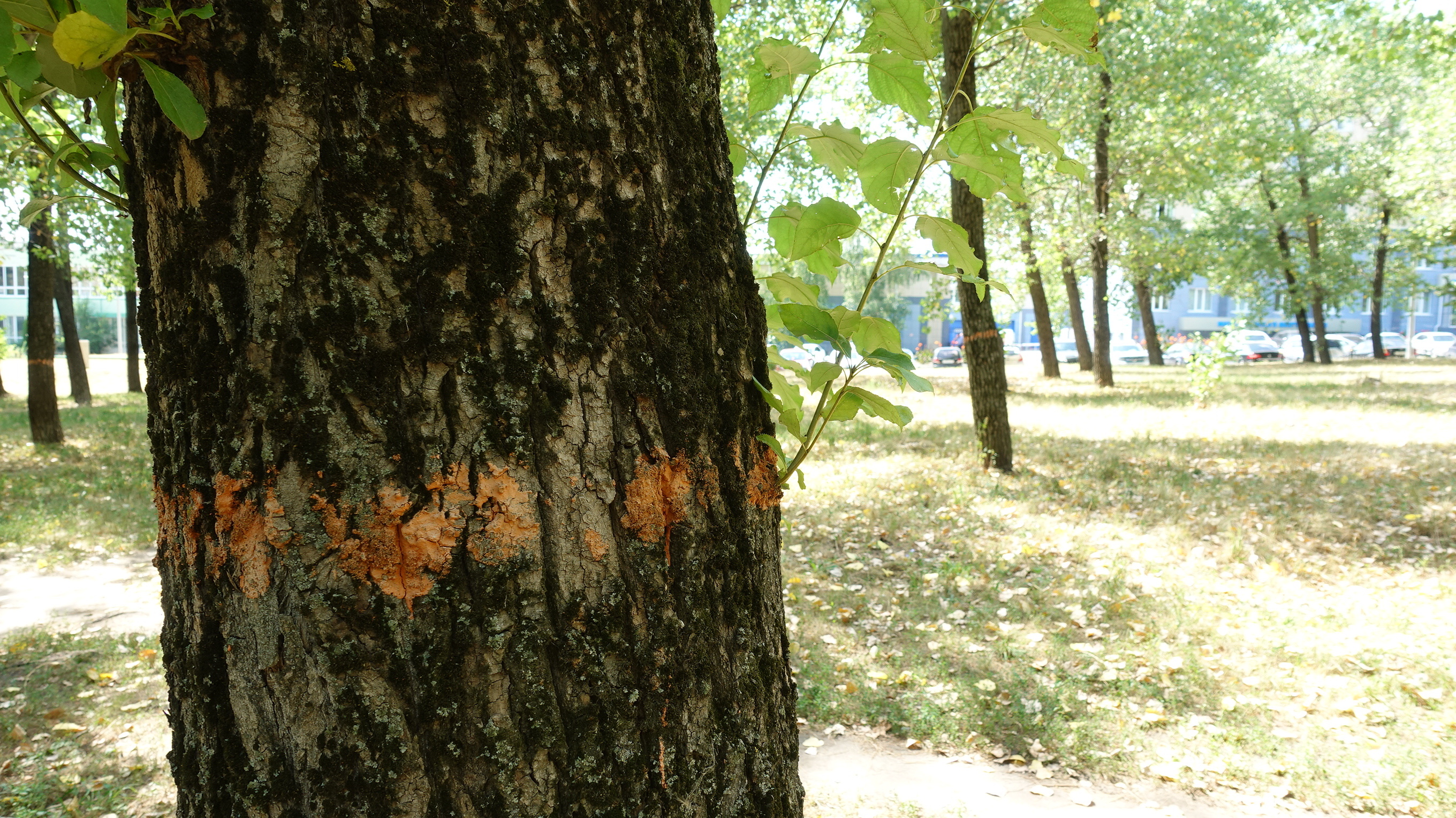 В Белгороде нужно заменить все тополя из-за старости деревьев