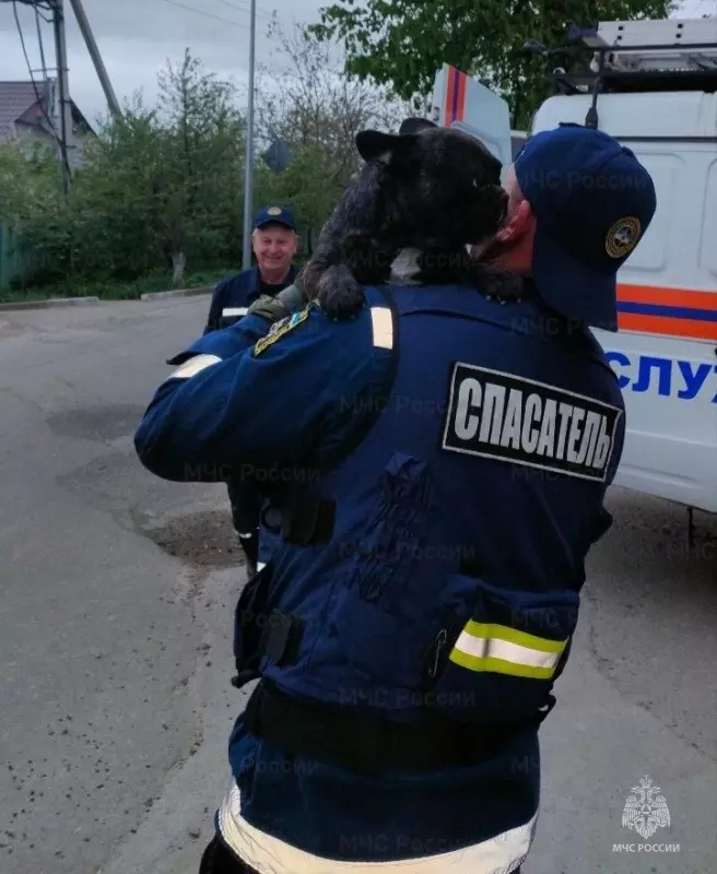 Спасение пса Жорика в Белгороде 