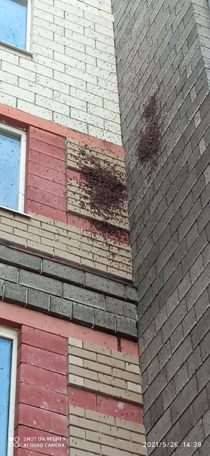 Огромный рой пчёл на многоэтажке в Белгороде сняли на видео