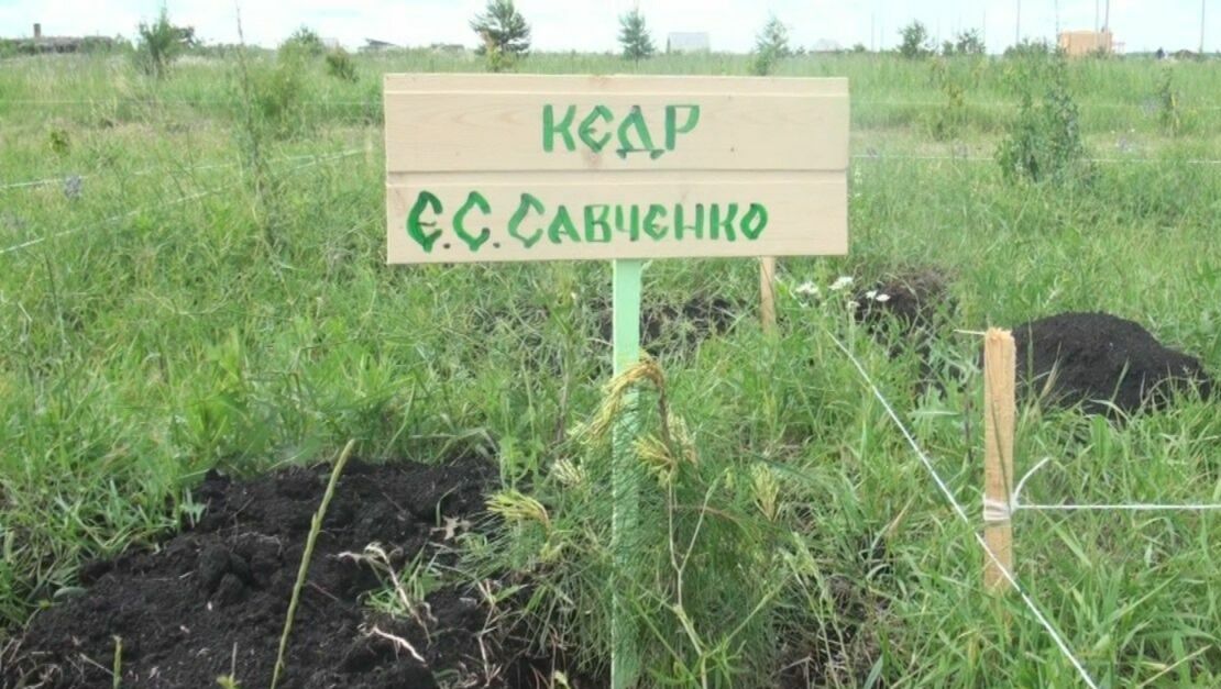 Как анастасийцы и «Звенящие кедры России» появились в Белгородской области